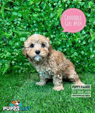 Cavoodle (Cavalier X Toy Poodle) -  Girls & Boy.  Now at Puppy Palace Pet Shop, Brisbane. 07 3808-2880