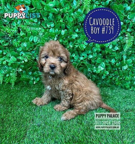 Cavoodle (Cavalier X Toy Poodle) -  Girl & Boy.  Now at Puppy Palace Pet Shop, Brisbane. 07 3808-2880