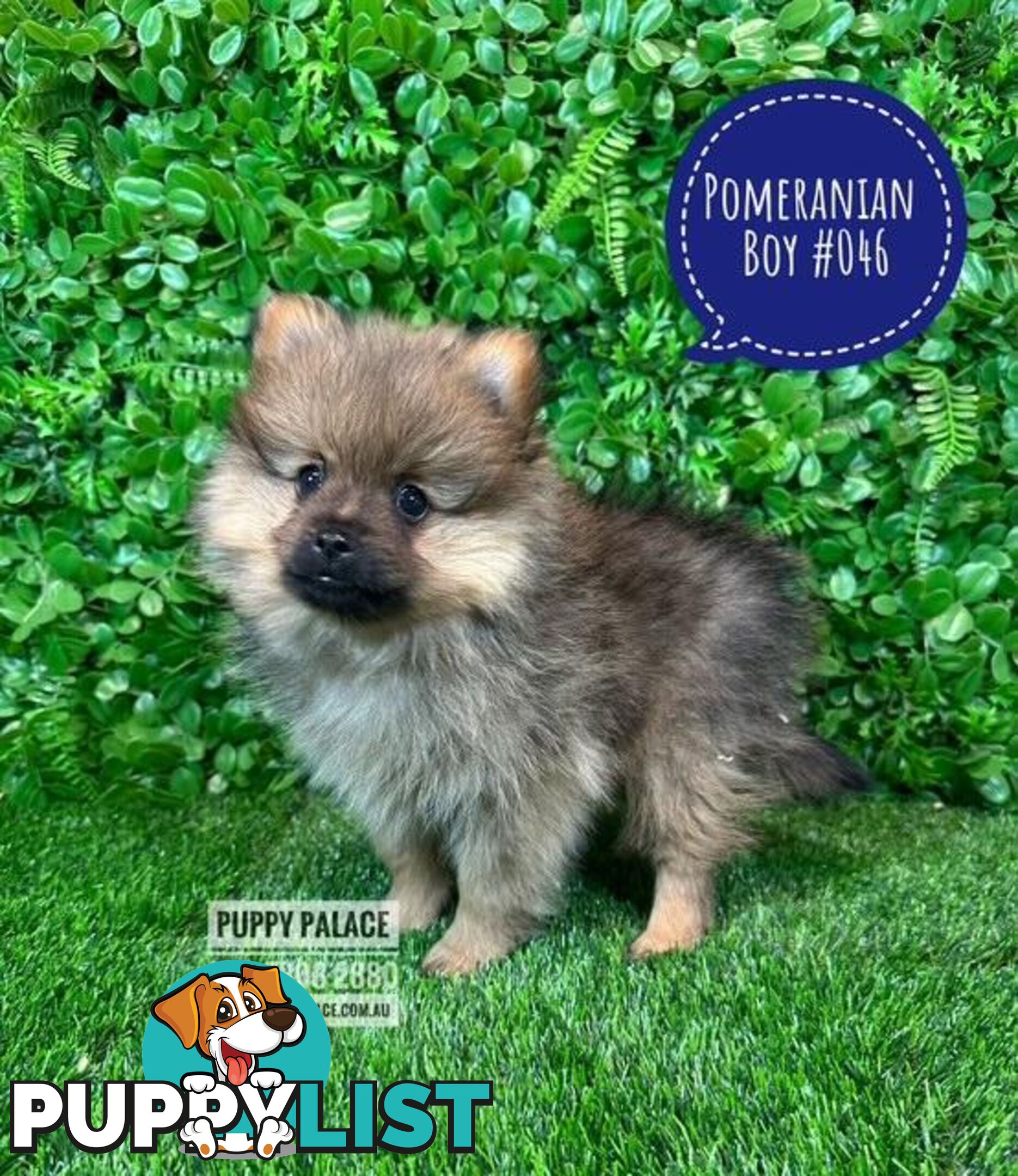 Tiny Pomeranian Puppies for sale at Puppy Palace Pet shop, Brisbane