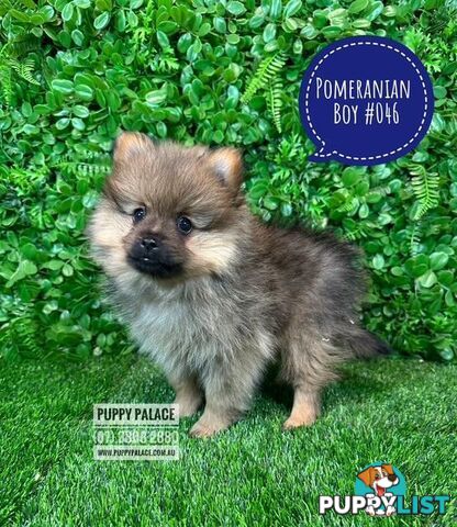 Tiny Pomeranian Puppies for sale at Puppy Palace Pet shop, Brisbane