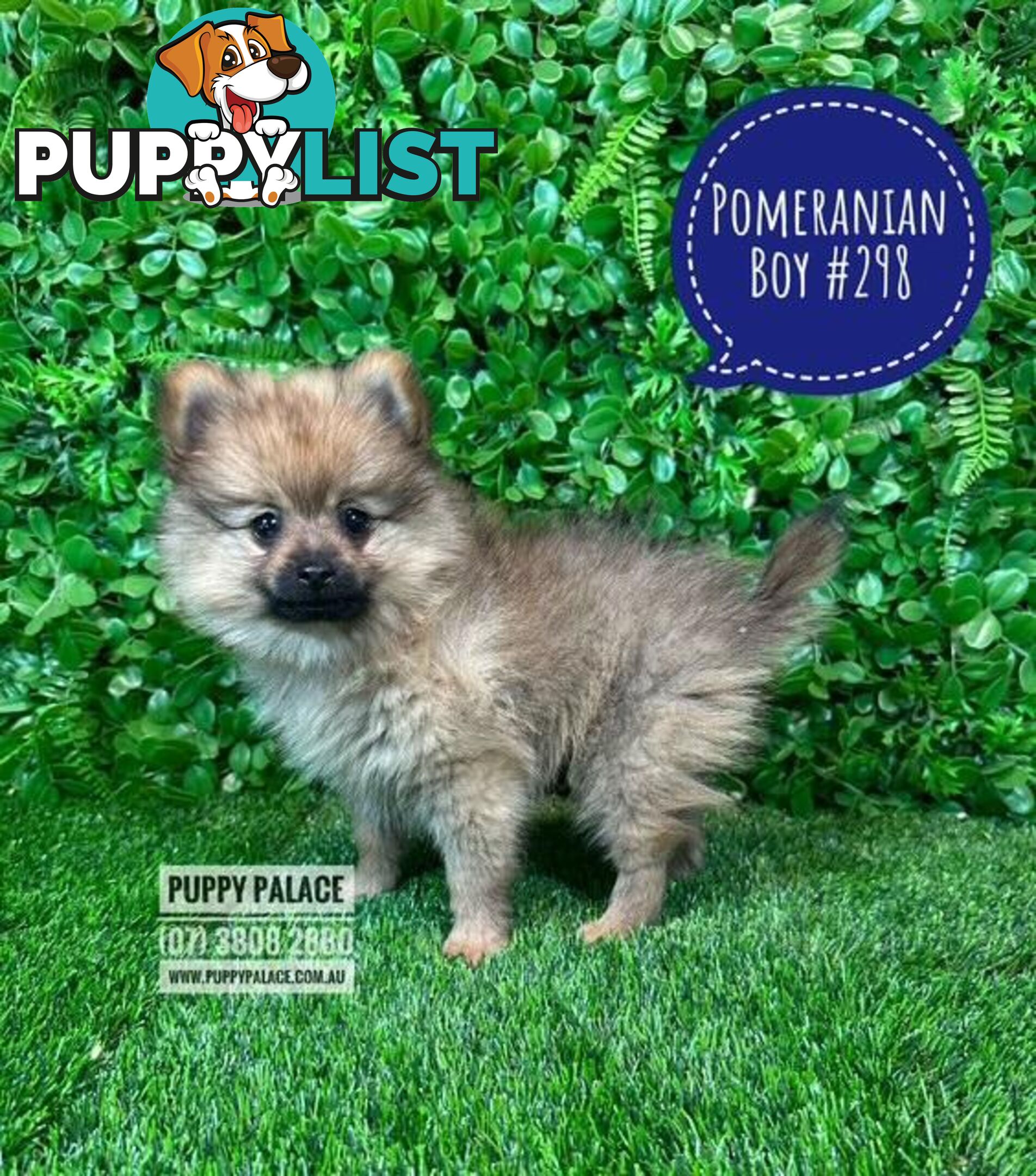 Tiny Pomeranian Puppies for sale at Puppy Palace Pet shop, Brisbane