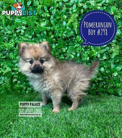 Tiny Pomeranian Puppies for sale at Puppy Palace Pet shop, Brisbane