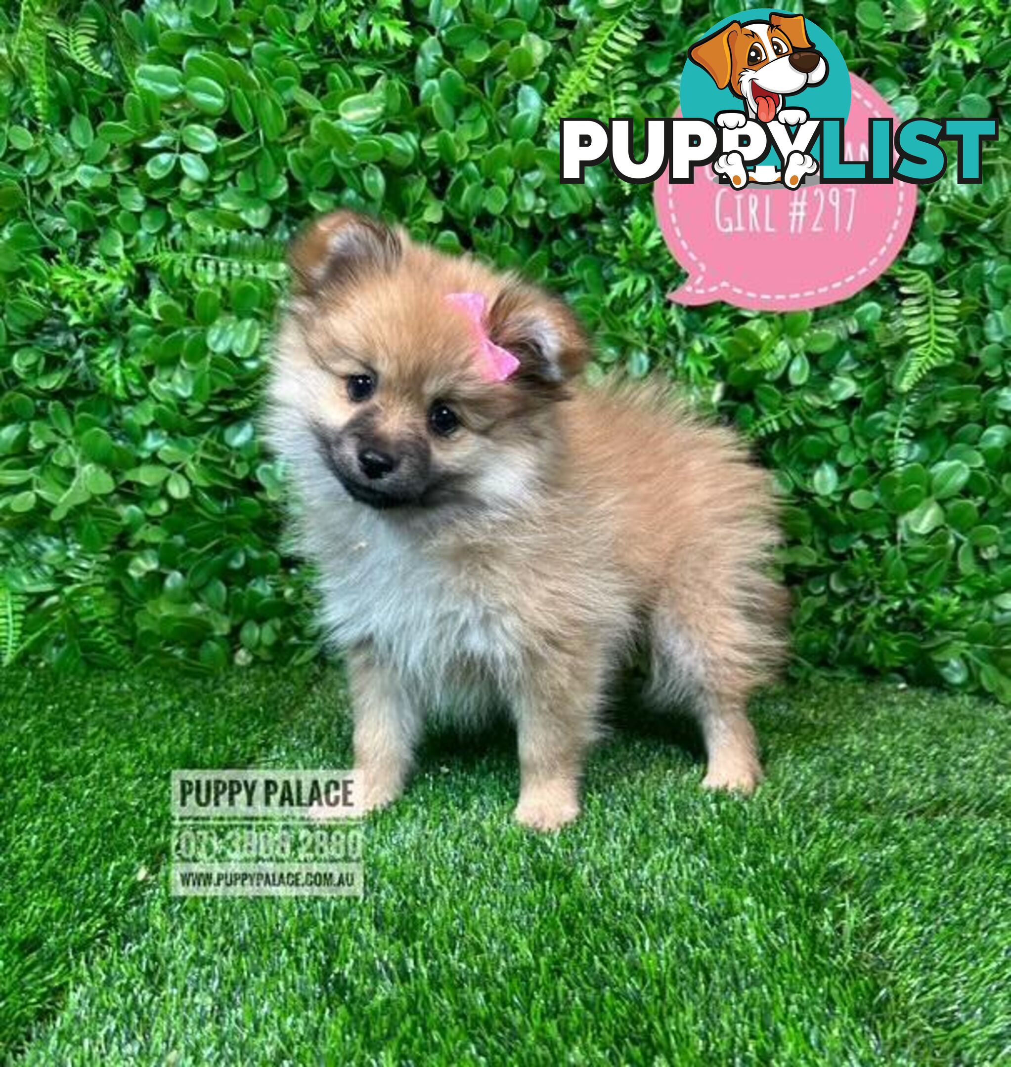 Tiny Pomeranian Puppies for sale at Puppy Palace Pet shop, Brisbane