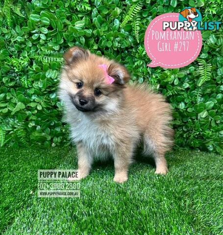 Tiny Pomeranian Puppies for sale at Puppy Palace Pet shop, Brisbane