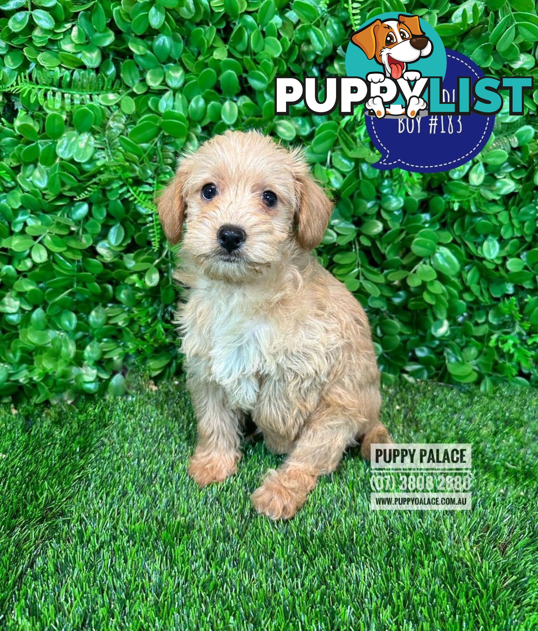 Toy Poodle X  - Boys. Puppy Palace Pet Shop, Underwood. 