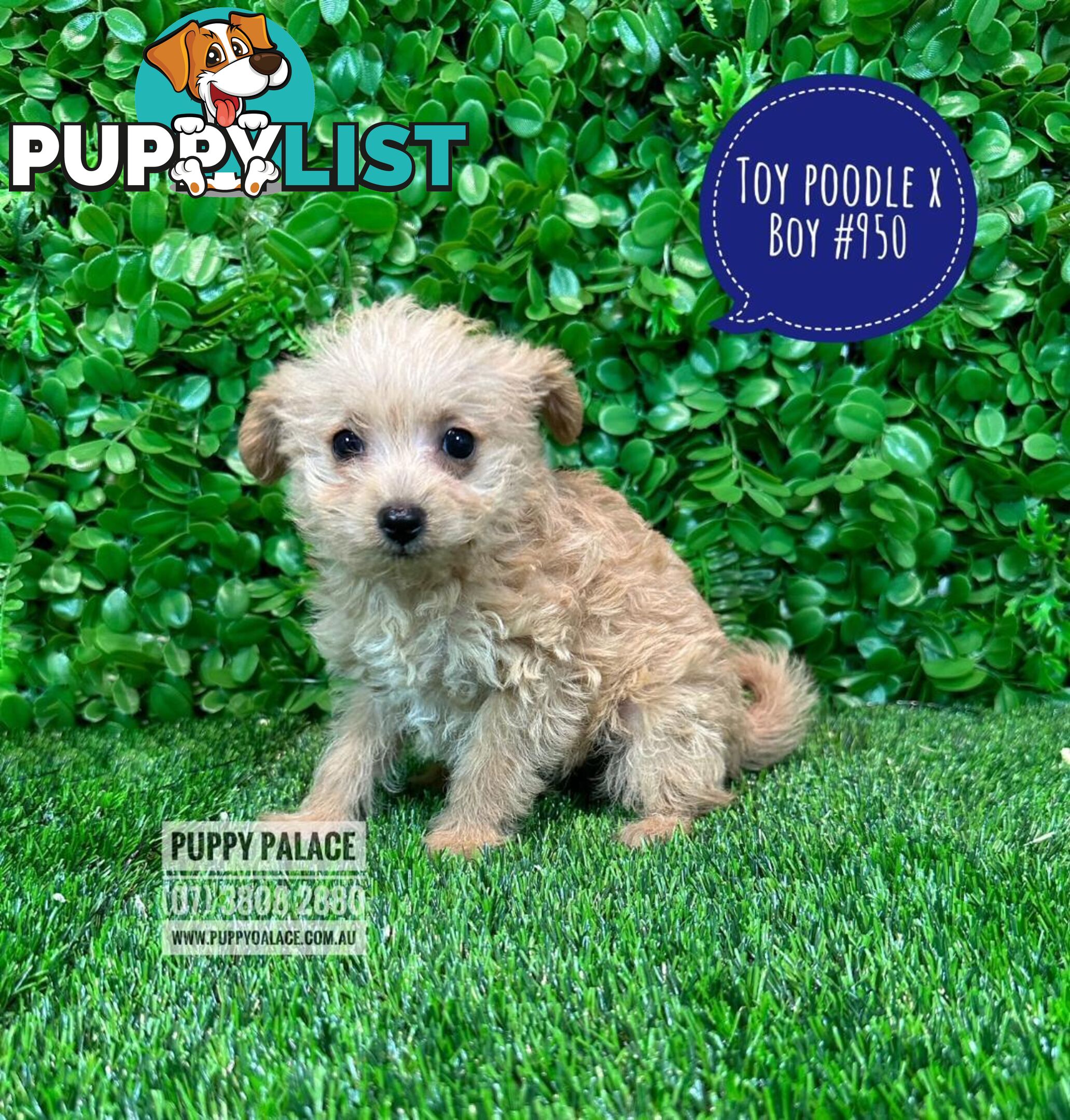 Toy Poodle X  - Boys. Puppy Palace Pet Shop, Underwood. 