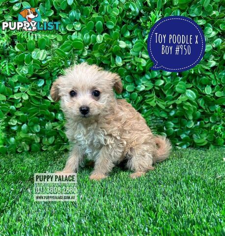 Toy Poodle X  - Boys. Puppy Palace Pet Shop, Underwood. 