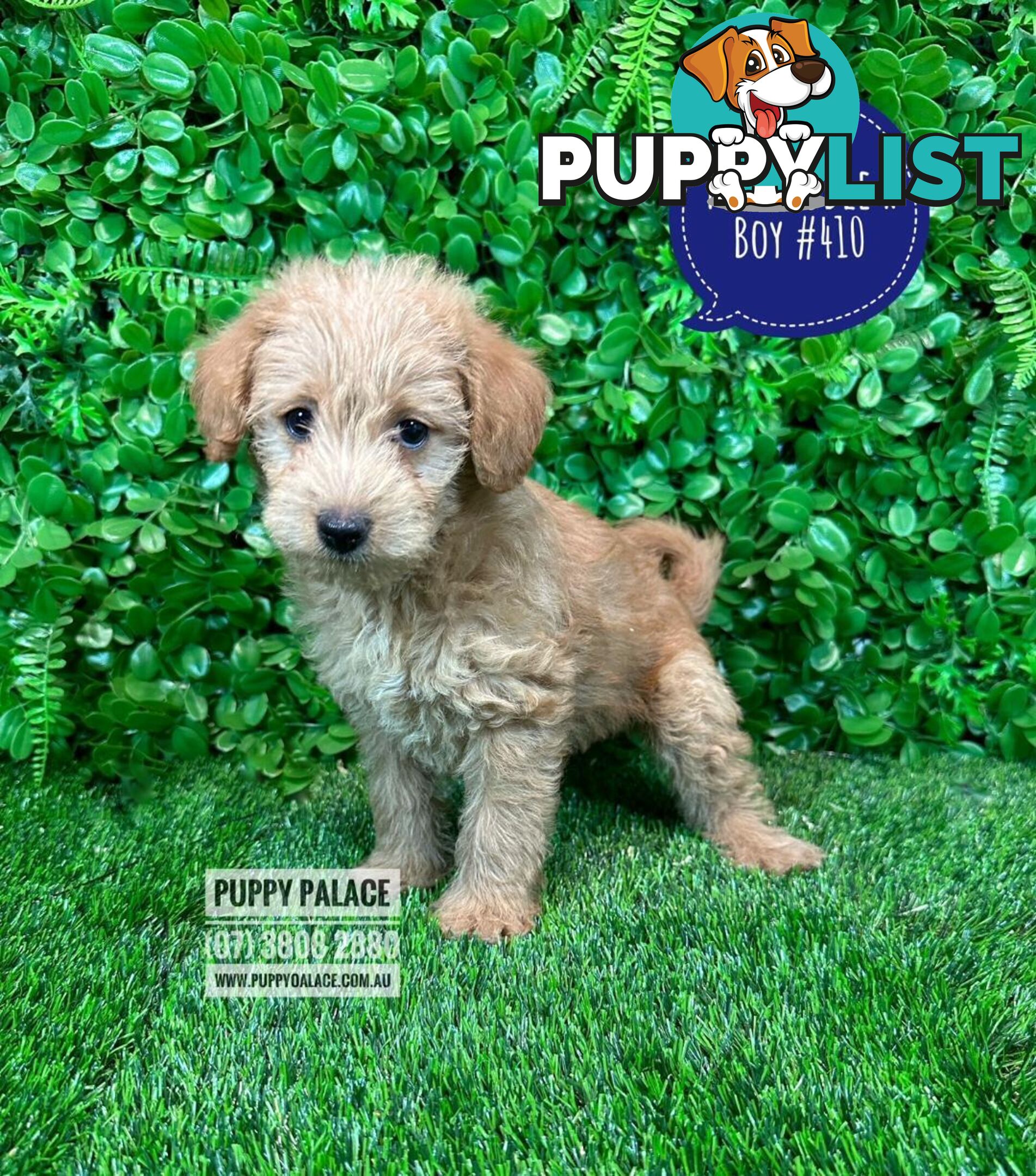 Toy Poodle X  - Boys. Puppy Palace Pet Shop, Underwood. 