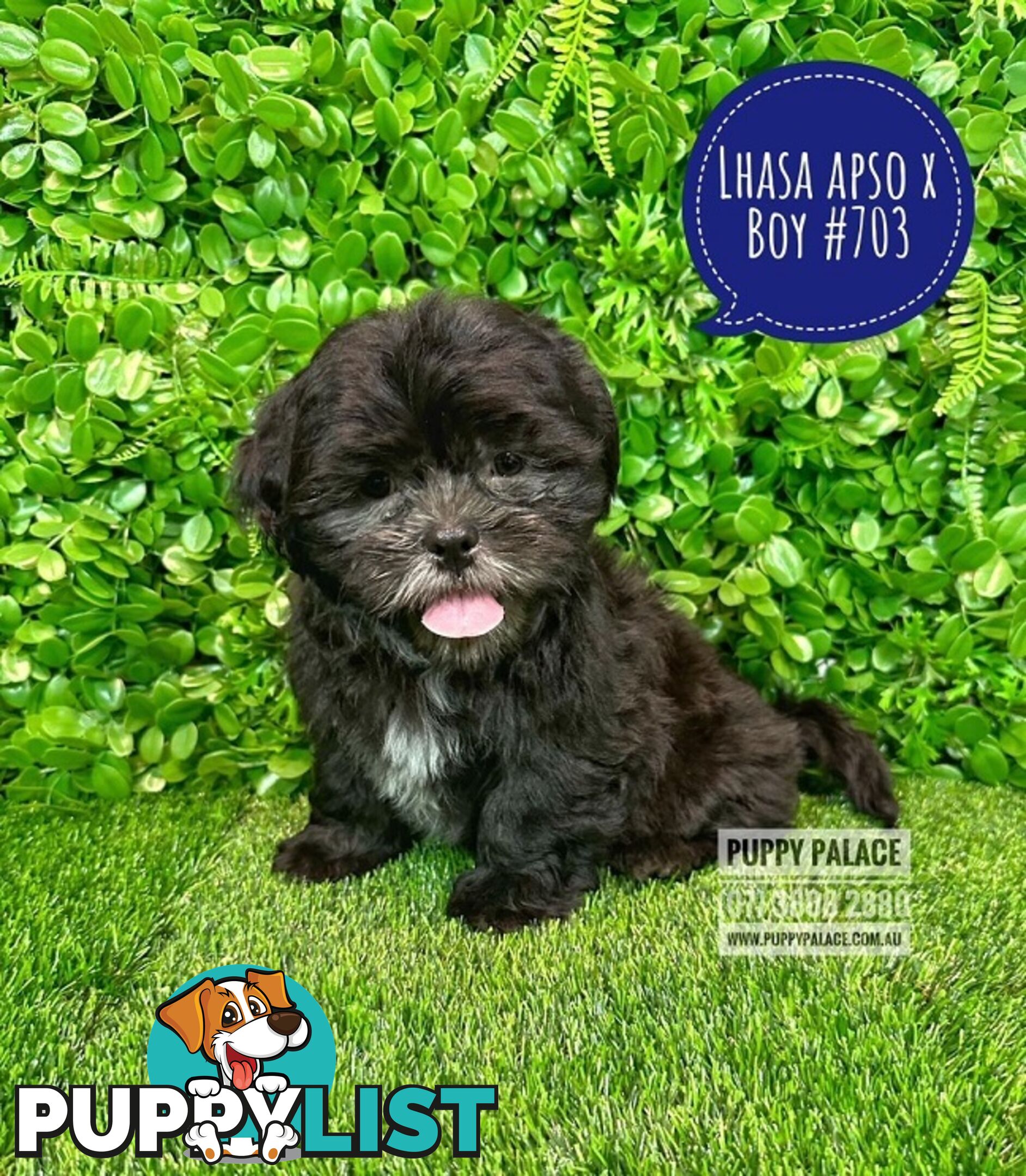 Lhasa Apso X Shih Tzu - At Puppy Palace Pet Shop. For all your doggy needs.