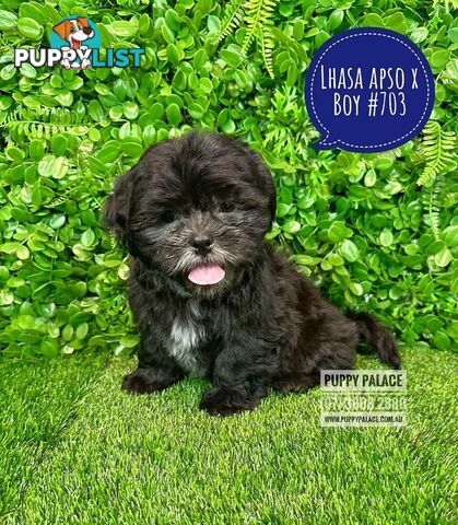 Lhasa Apso X Shih Tzu - Boys. At Puppy Palace Pet Shop. For all your doggy needs.