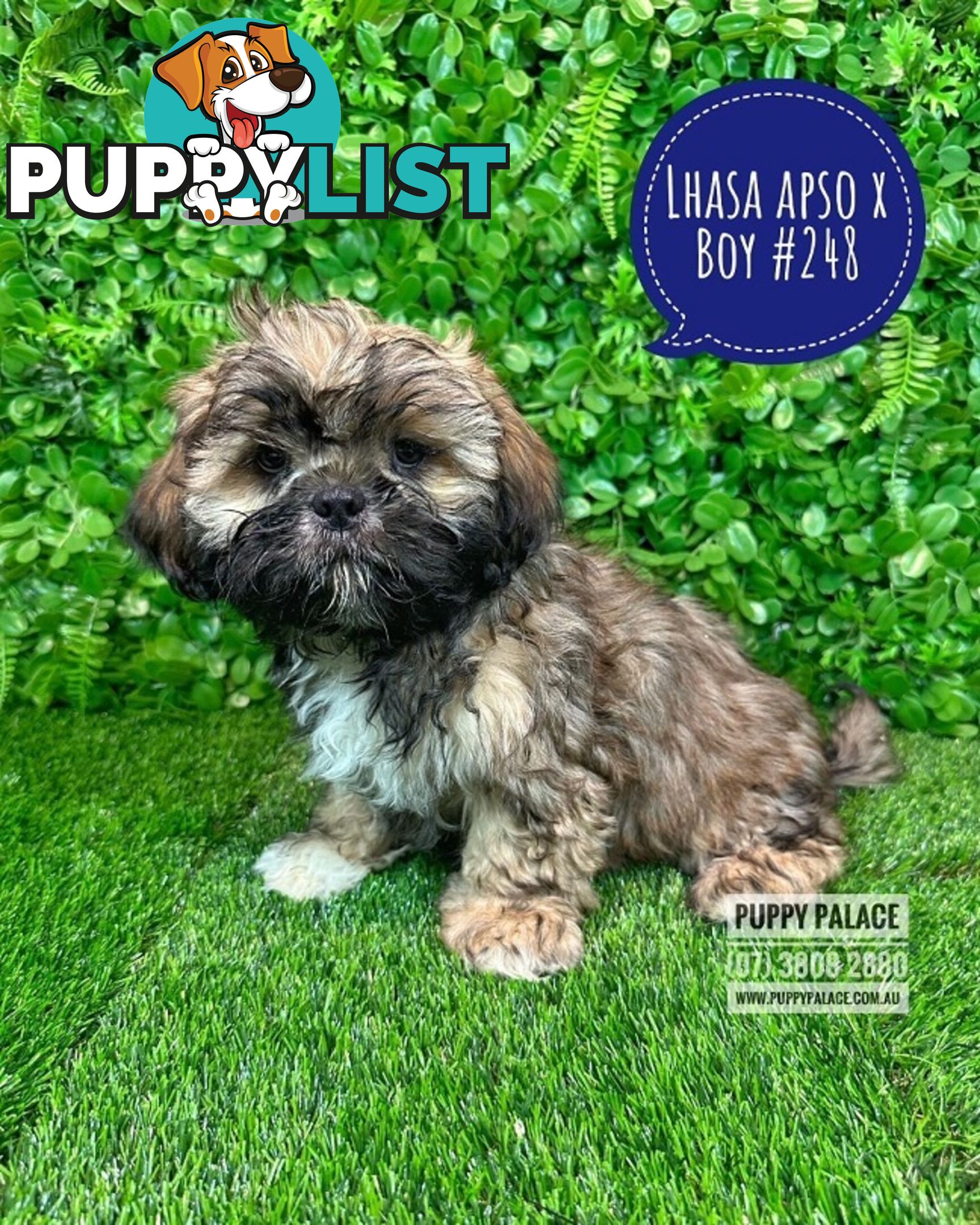 Lhasa Apso X Shih Tzu - At Puppy Palace Pet Shop. For all your doggy needs.