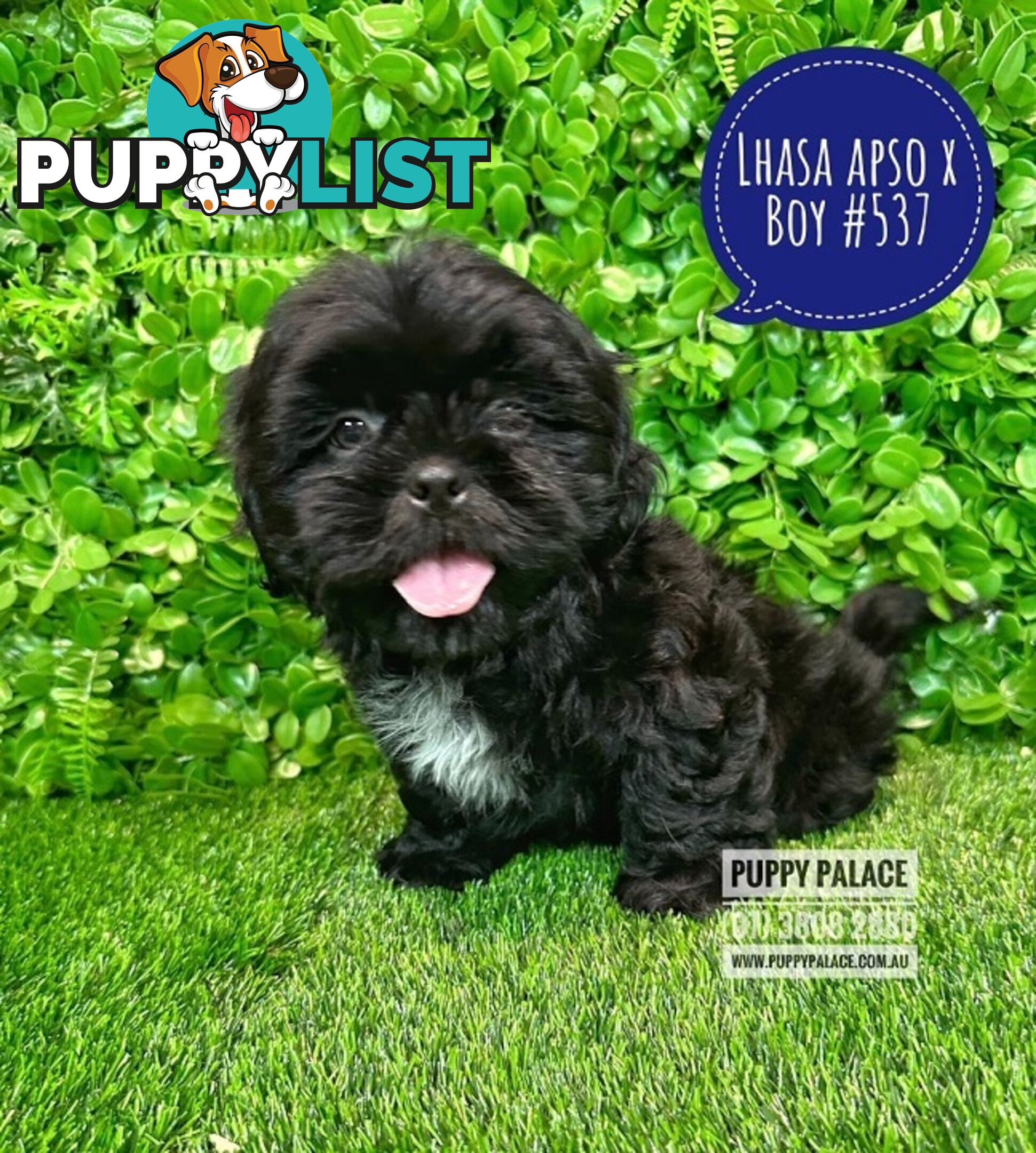 Lhasa Apso X Shih Tzu - At Puppy Palace Pet Shop. For all your doggy needs.