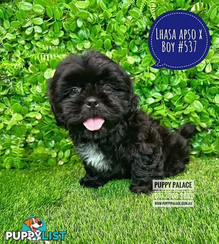 Lhasa Apso X Shih Tzu - Boys. At Puppy Palace Pet Shop. For all your doggy needs.