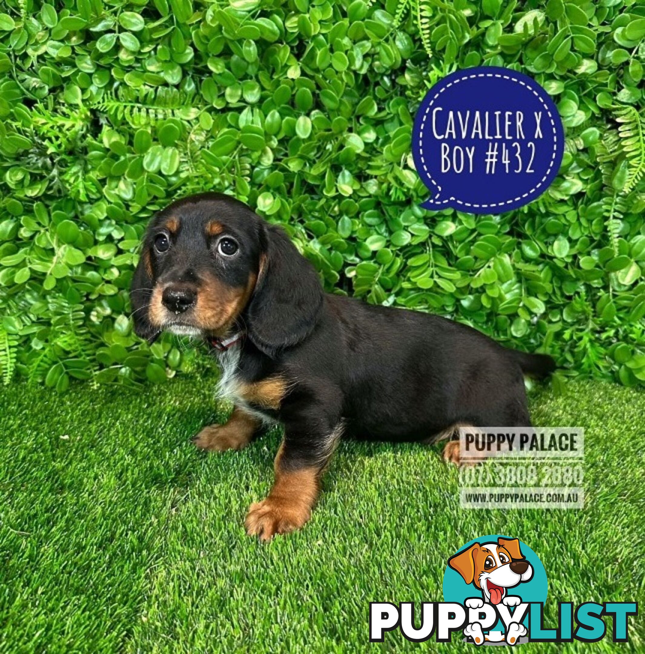 Dashalier (Cavalier King Charles Spaniel X Mini Dachshund) - Boys & Girls. At Puppy Palace Pet Shop.