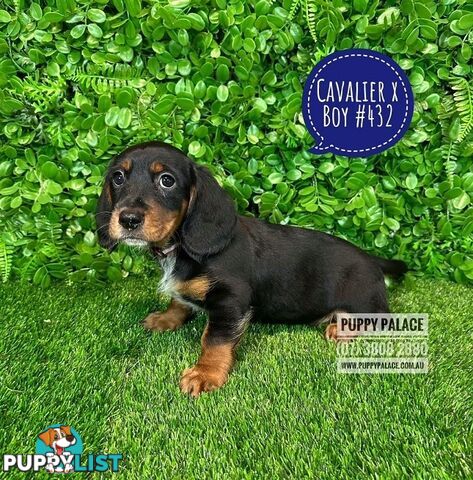 Dashalier (Cavalier King Charles Spaniel X Mini Dachshund) - Boys & Girls. At Puppy Palace Pet Shop.