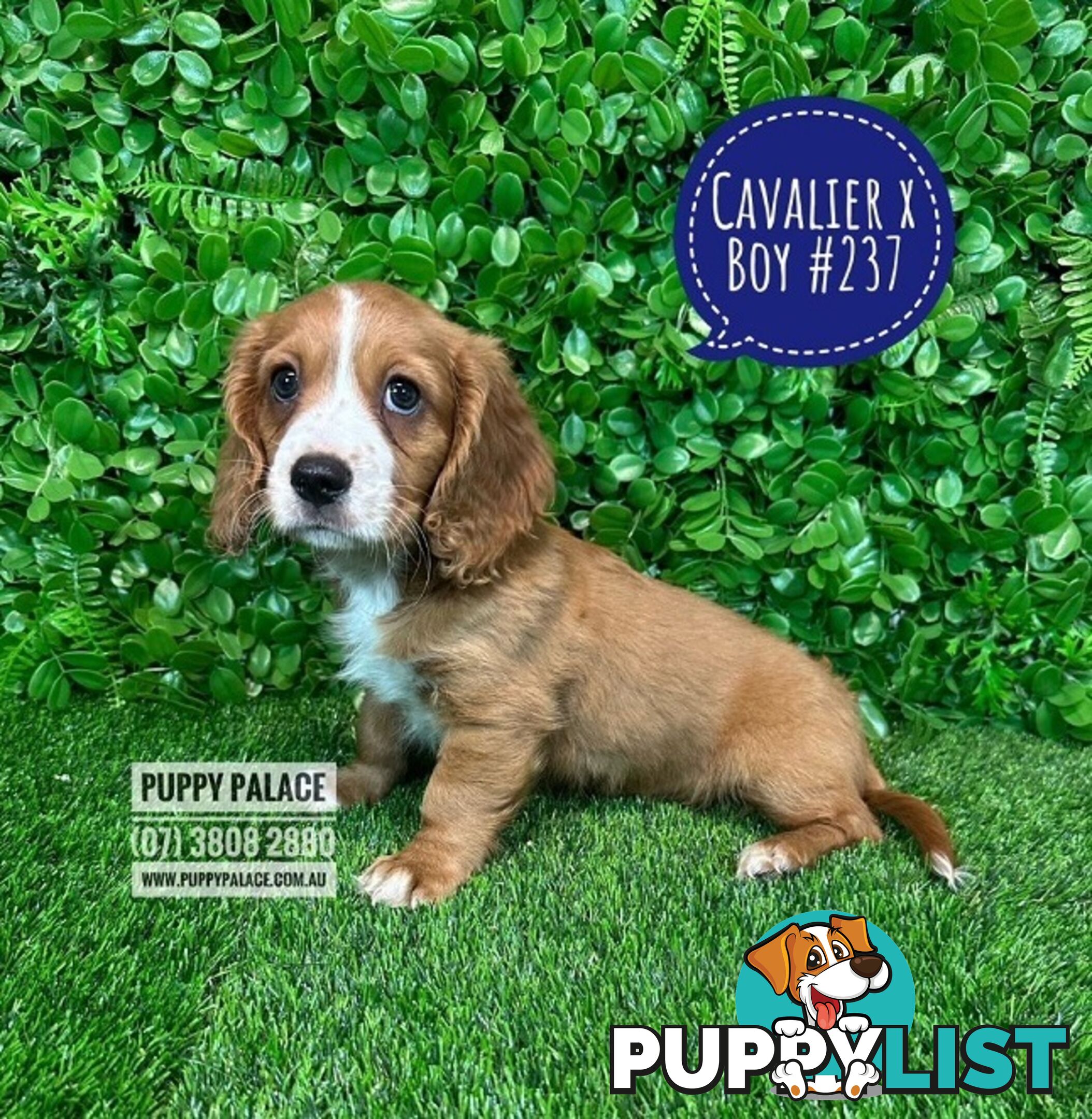 Dashalier (Cavalier King Charles Spaniel X Mini Dachshund) - Boys & Girls. At Puppy Palace Pet Shop.