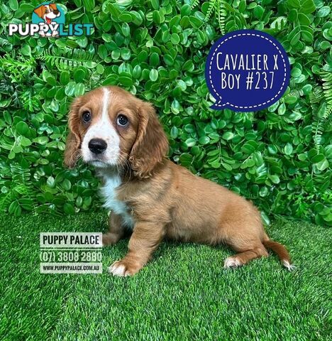 Dashalier (Cavalier King Charles Spaniel X Mini Dachshund) - Boys & Girls. At Puppy Palace Pet Shop.