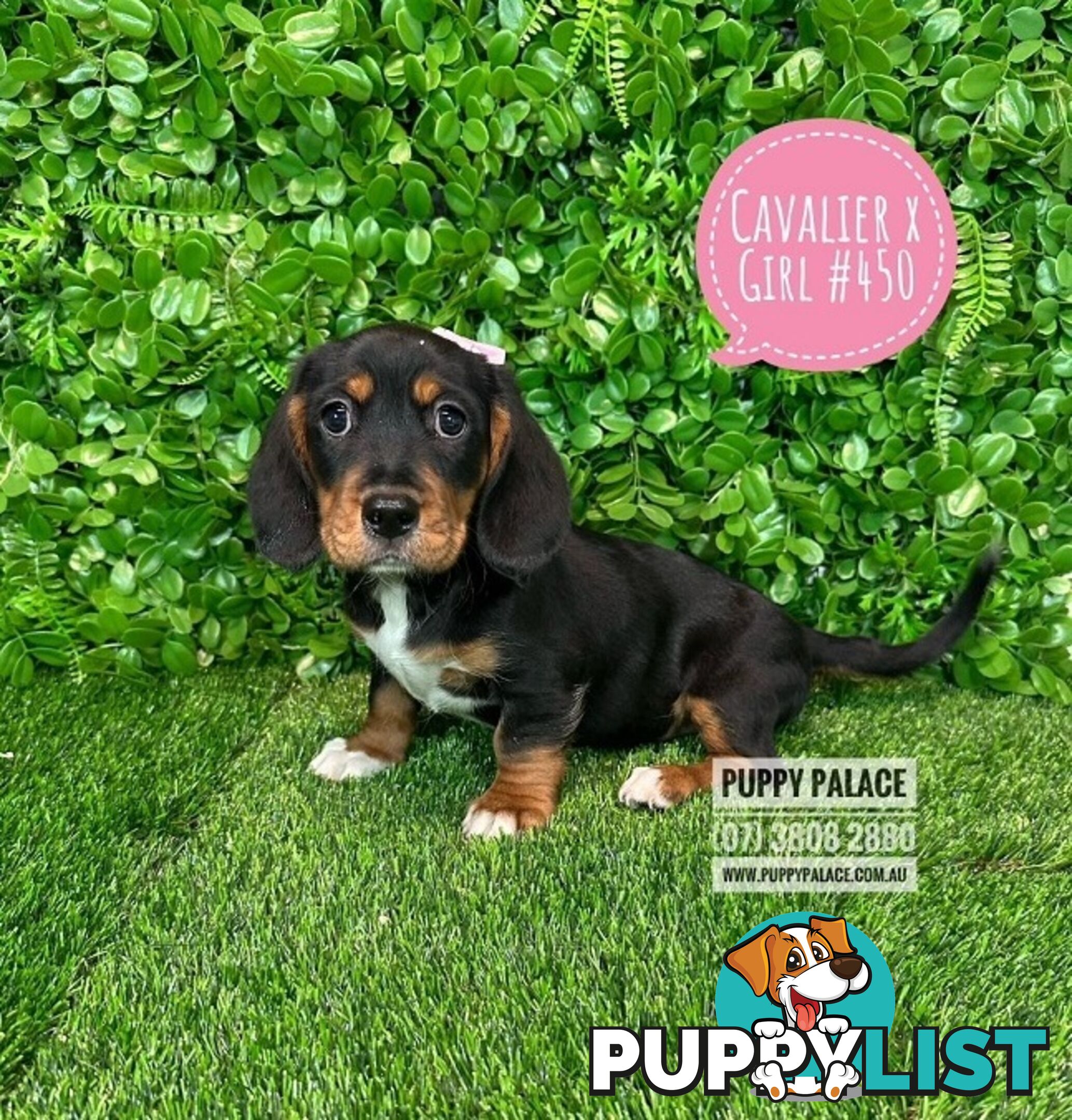 Dashalier (Cavalier King Charles Spaniel X Mini Dachshund) - Boys & Girls. At Puppy Palace Pet Shop.