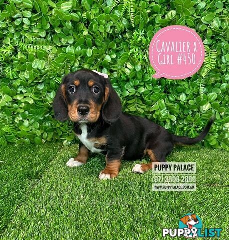 Dashalier (Cavalier King Charles Spaniel X Mini Dachshund) - Boys & Girls. At Puppy Palace Pet Shop.