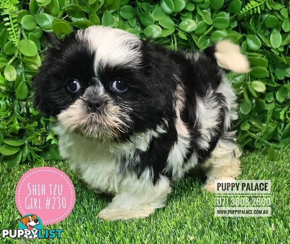 Purebred Shih Tzu Puppies now in store at Puppy Palace Pet Shop, Underwood, Brisbane, 0738082880