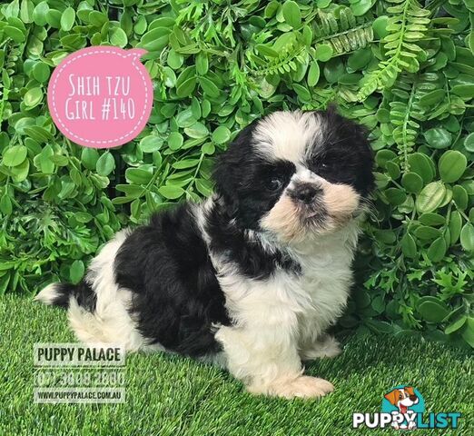 Purebred Shih Tzu Puppies now in store at Puppy Palace Pet Shop, Underwood, Brisbane, 0738082880