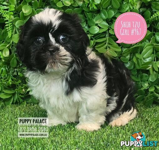 Purebred Shih Tzu Puppies now in store at Puppy Palace Pet Shop, Underwood, Brisbane, 0738082880