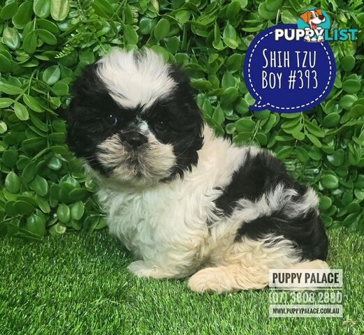 Purebred Shih Tzu Puppies now in store at Puppy Palace Pet Shop, Underwood, Brisbane, 0738082880