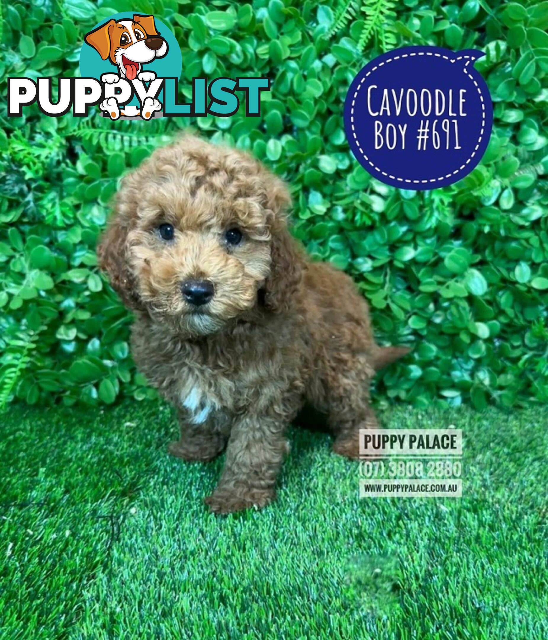 Toy Cavoodle /Cavapoo Puppies - Girl & Boy. Puppy Palace Pet Shop, Brisbane