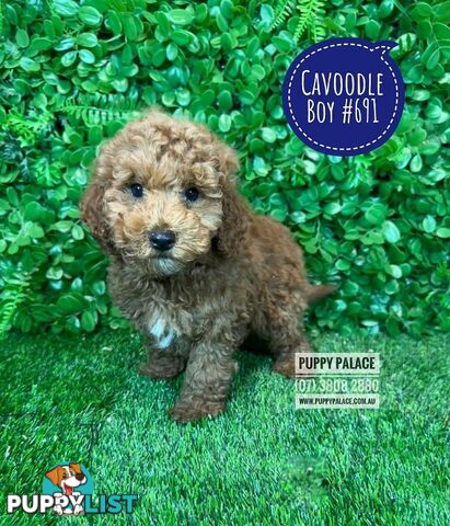 Toy Cavoodle /Cockerpoo Puppies - Girl & Boy. Puppy Palace Pet Shop, Brisbane