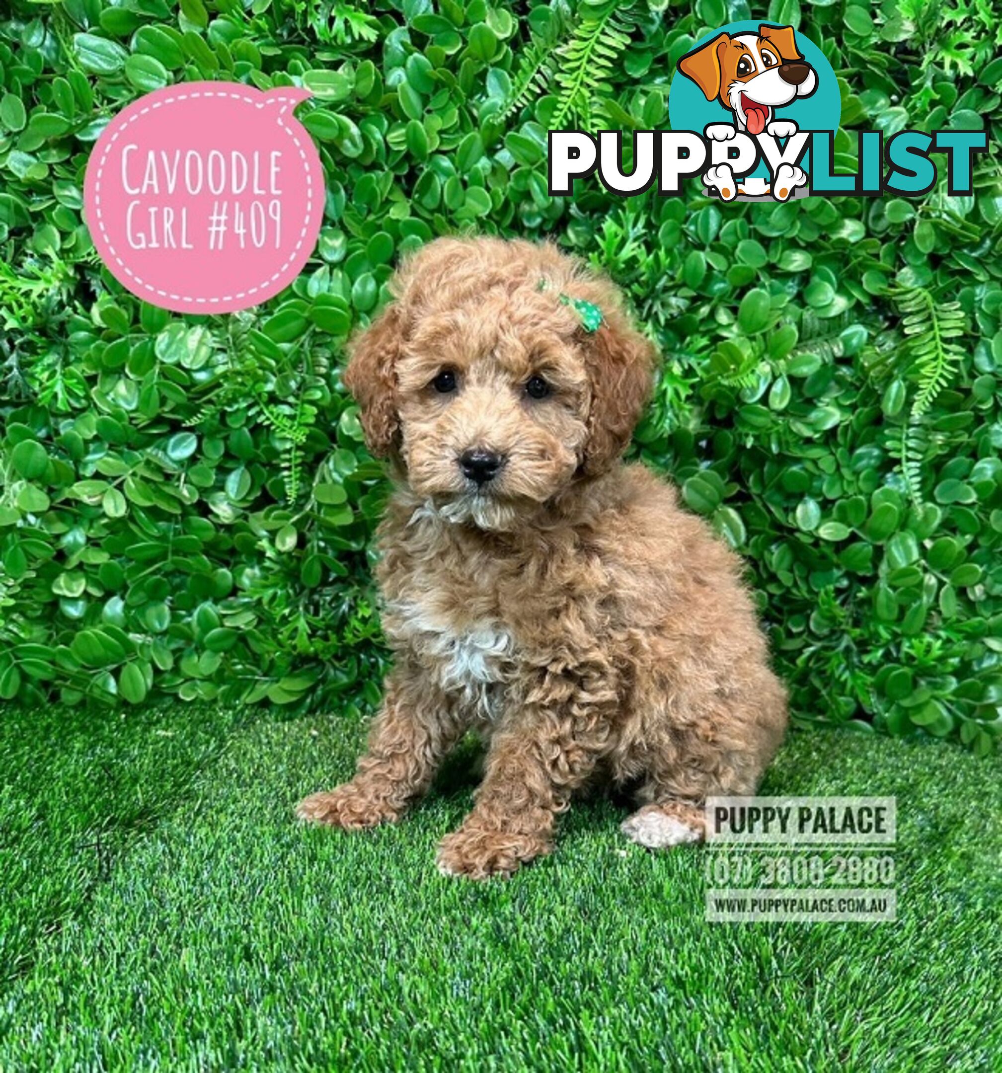 Toy Cavoodle /Cavapoo Puppies - Girl & Boy. Puppy Palace Pet Shop, Brisbane