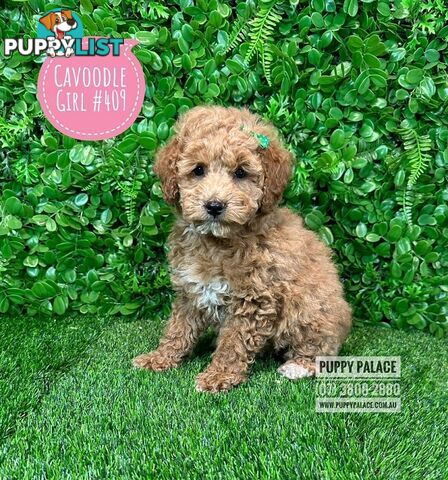 Toy Cavoodle /Cavapoo Puppies - Girl & Boy. Puppy Palace Pet Shop, Brisbane