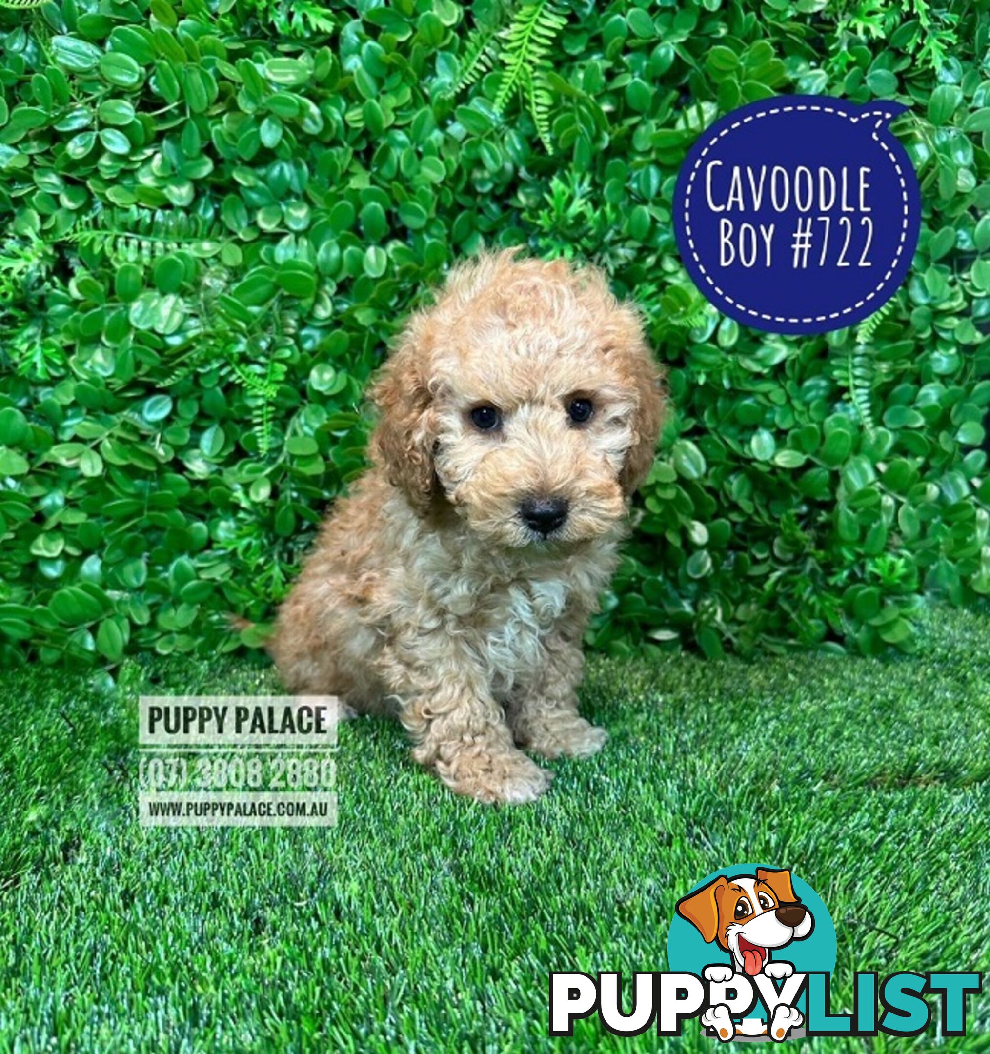 Toy Cavoodle /Cavapoo Puppies - Girl & Boy. Puppy Palace Pet Shop, Brisbane