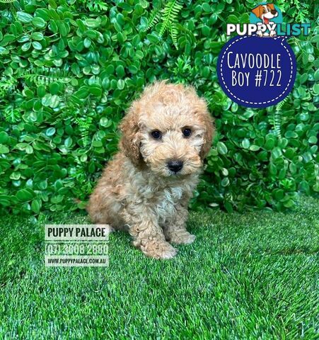 Toy Cavoodle /Cavapoo Puppies - Girl & Boy. Puppy Palace Pet Shop, Brisbane