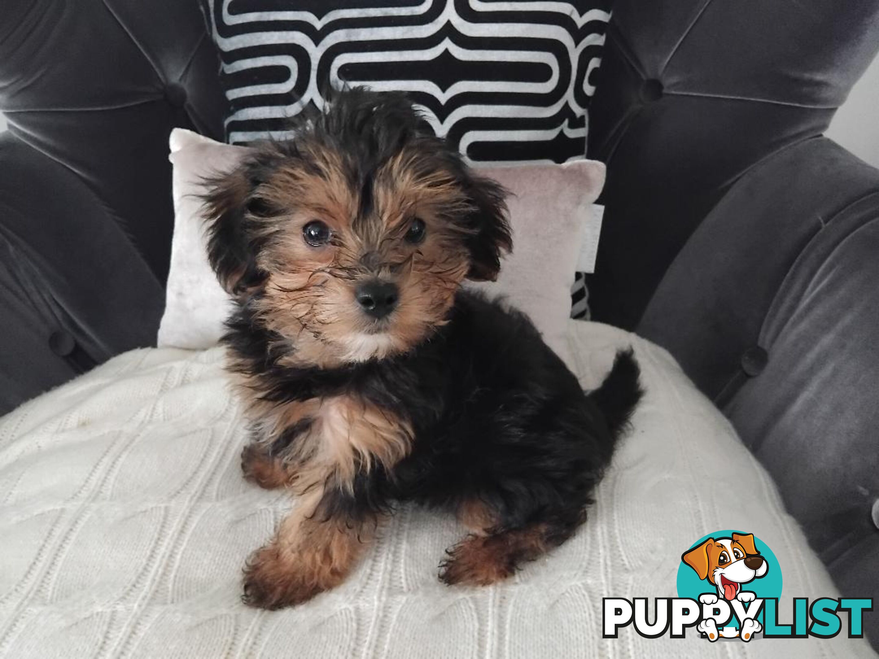 Yorkipoo (Yorkshire Terrier X Toy Poodle) Puppy - Boy.  