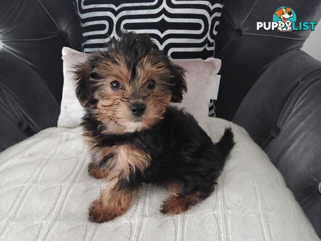 Yorkipoo (Yorkshire Terrier X Toy Poodle) Puppy - Boy.  