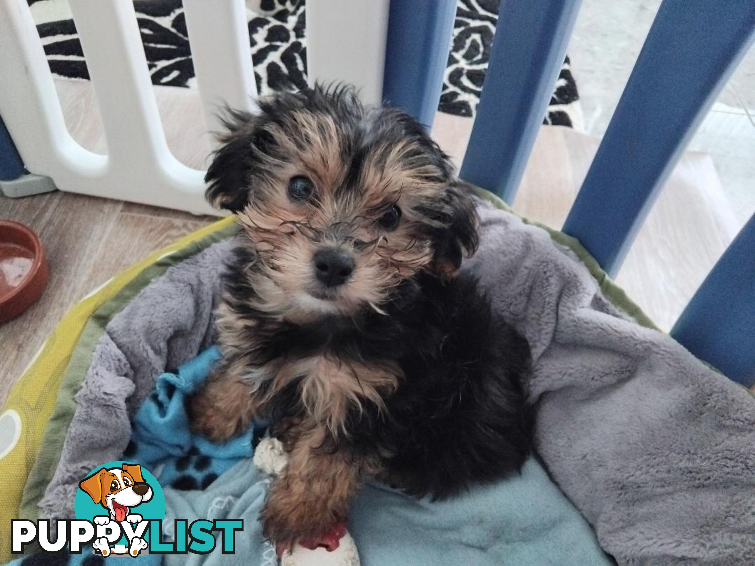 Yorkipoo (Yorkshire Terrier X Toy Poodle) Puppy - Boy.  