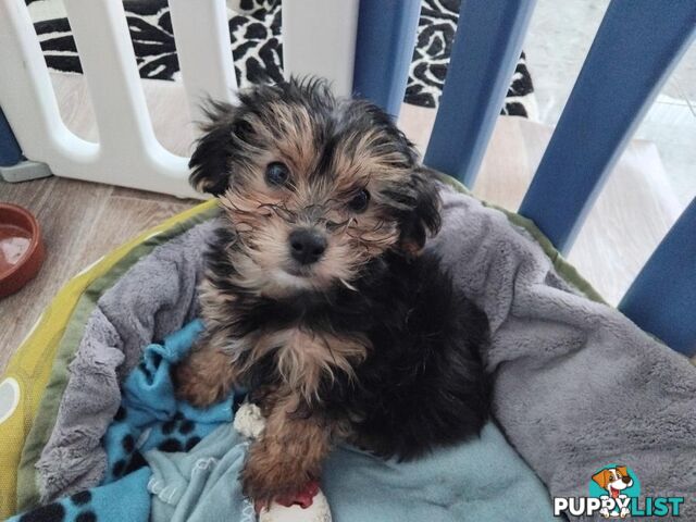 Yorkipoo (Yorkshire Terrier X Toy Poodle) Puppy - Boy.  