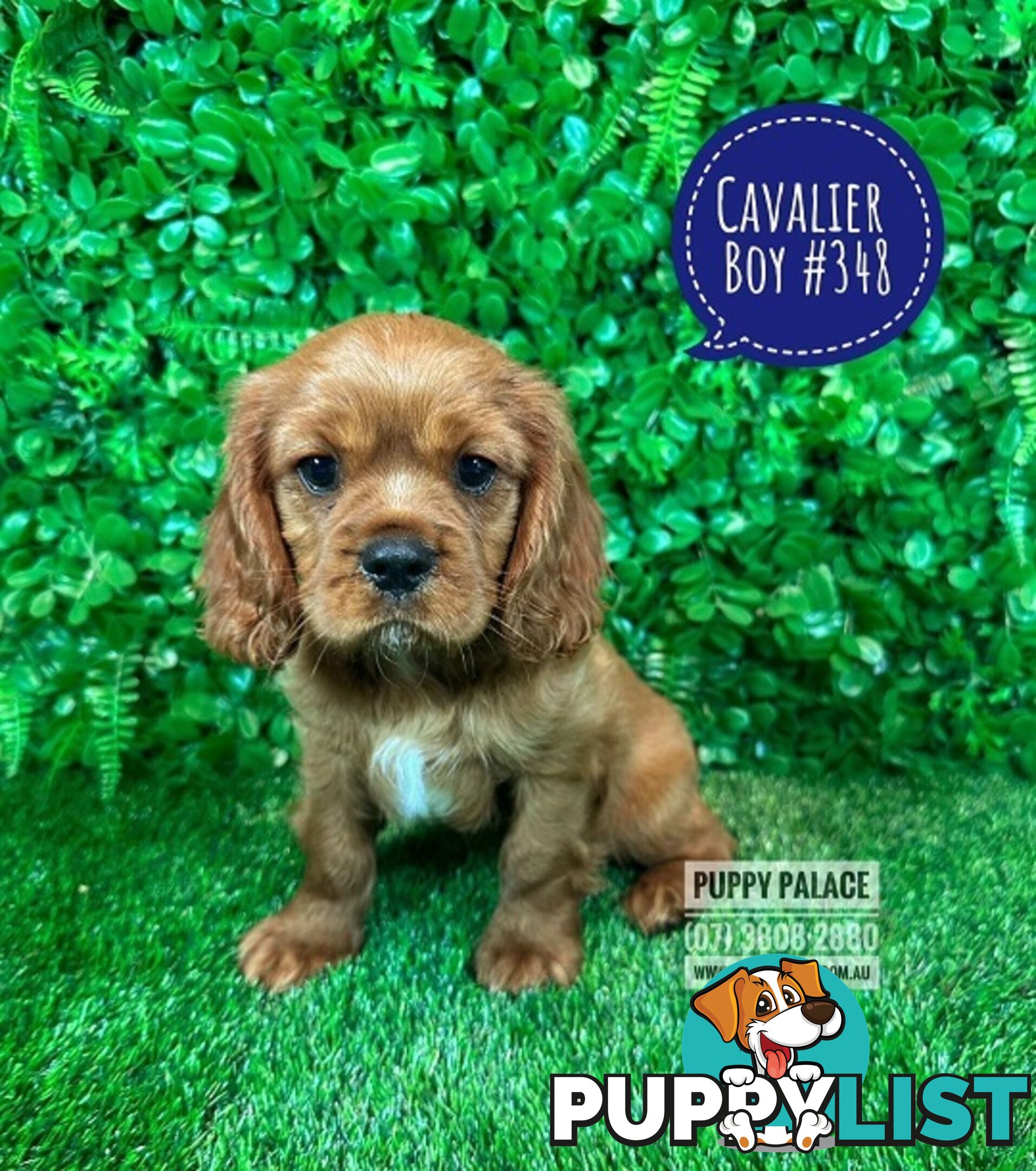 Ruby Cavalier King Charles Spaniel Puppies - Boys & Girl. Puppy Palace Pet Shop, Underwood. 