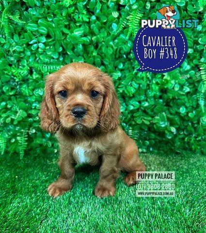 Ruby Cavalier King Charles Spaniel Puppies - Boys & Girl. Puppy Palace Pet Shop, Underwood. 