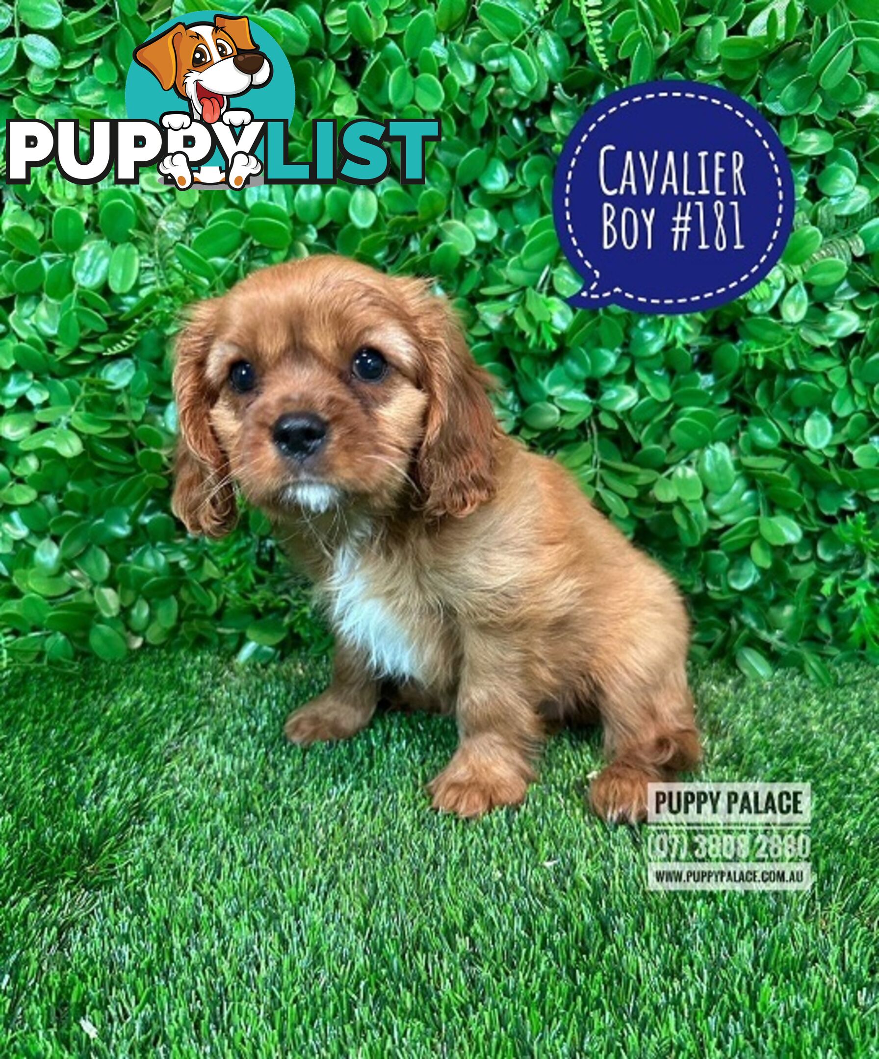 Ruby Cavalier King Charles Spaniel Puppies - Boys & Girl. Puppy Palace Pet Shop, Underwood. 