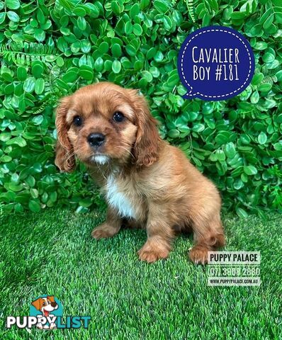 Ruby Cavalier King Charles Spaniel Puppies - Boys & Girl. Puppy Palace Pet Shop, Underwood. 