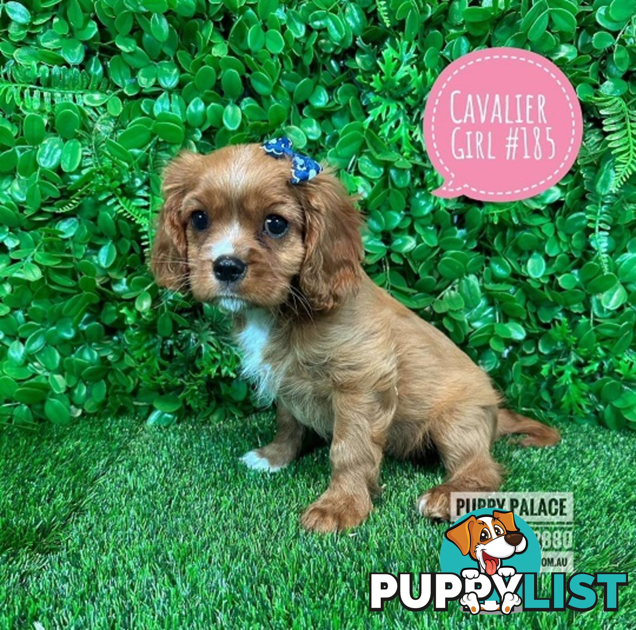 Ruby Cavalier King Charles Spaniel Puppies - Boys & Girl. Puppy Palace Pet Shop, Underwood. 