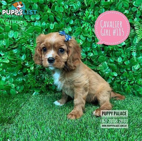 Ruby Cavalier King Charles Spaniel Puppies - Boys & Girl. Puppy Palace Pet Shop, Underwood. 