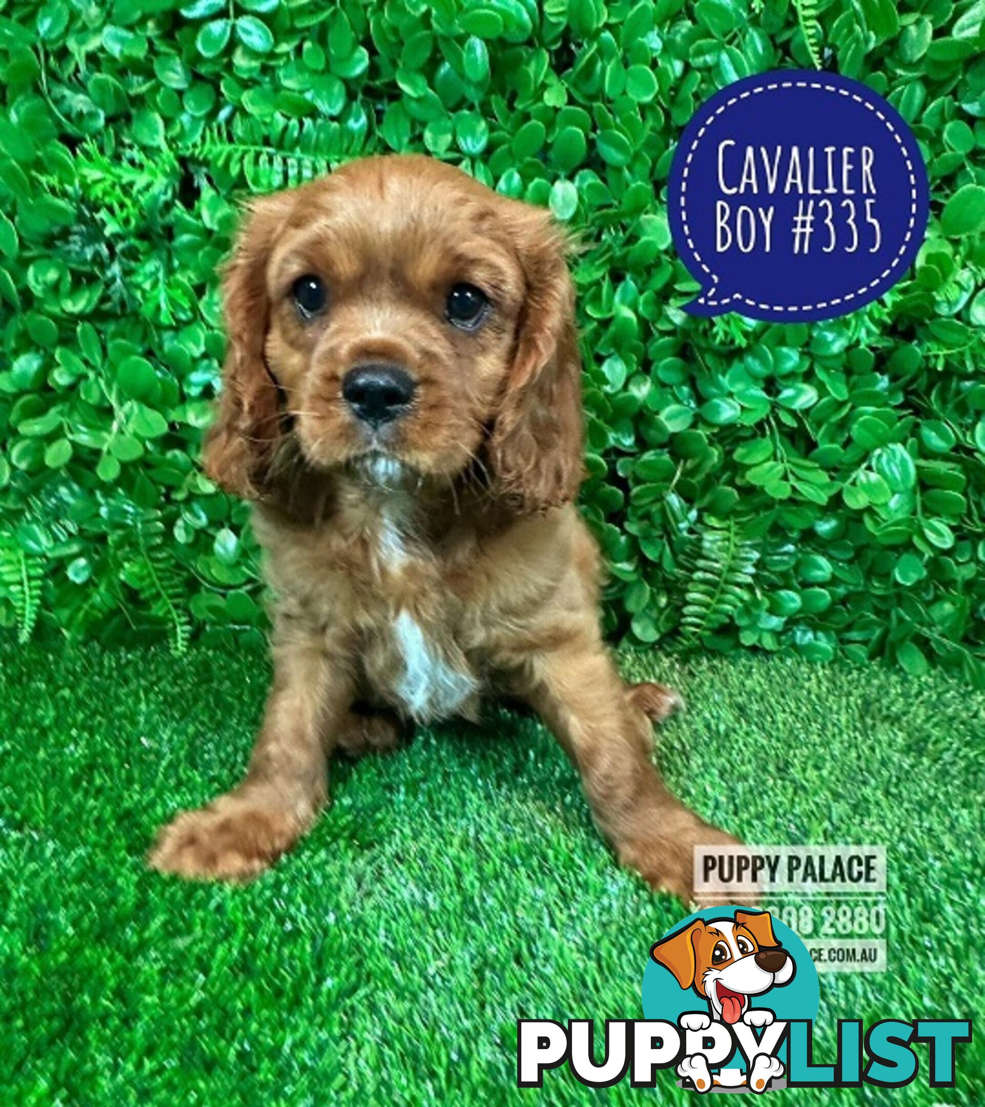 Ruby Cavalier King Charles Spaniel Puppies - Boys & Girl. Puppy Palace Pet Shop, Underwood. 