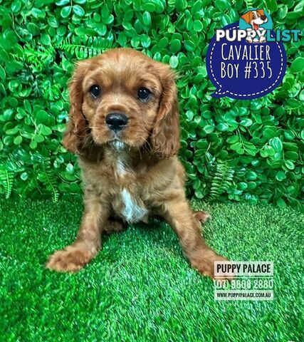 Ruby Cavalier King Charles Spaniel Puppies - Boys & Girl. Puppy Palace Pet Shop, Underwood. 