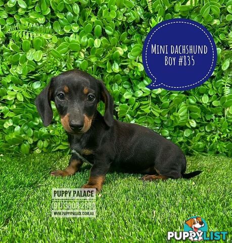 Purebred Miniature Dachshund Puppies - Boys.  At Puppy Palace Pet Shop, Brisbane. 