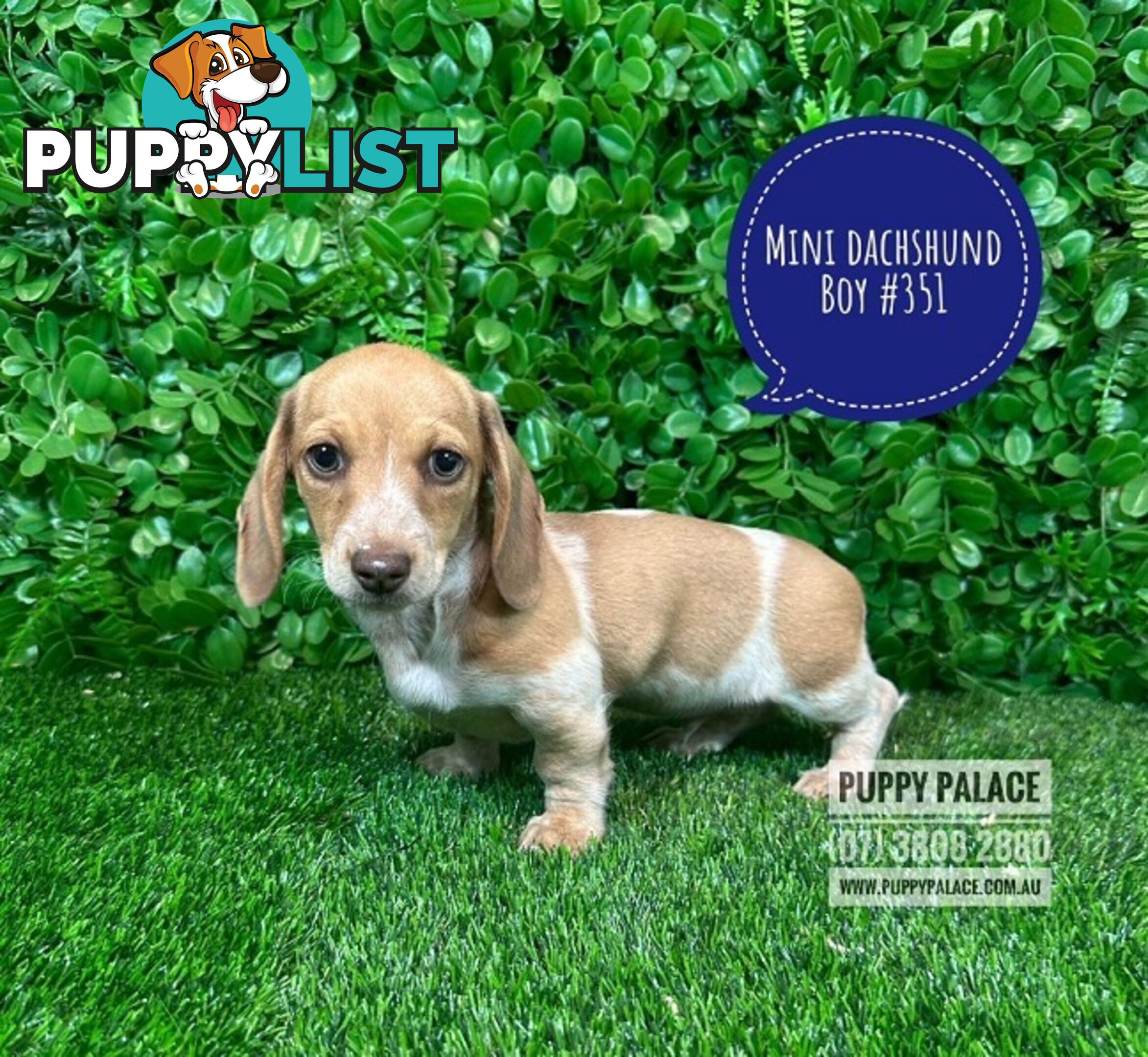 Miniature Dachshund Puppies - Rare Cream White Puppies. At Puppy Palace Pet Shop, Brisbane.