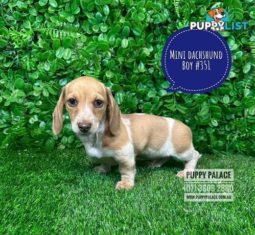 Miniature Dachshund Puppies - Rare Cream White Puppies. At Puppy Palace Pet Shop, Brisbane.