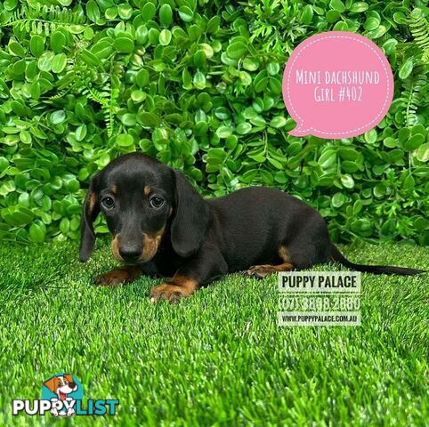 Miniature Dachshund Puppies - At Puppy Palace Pet Shop, Brisbane. 