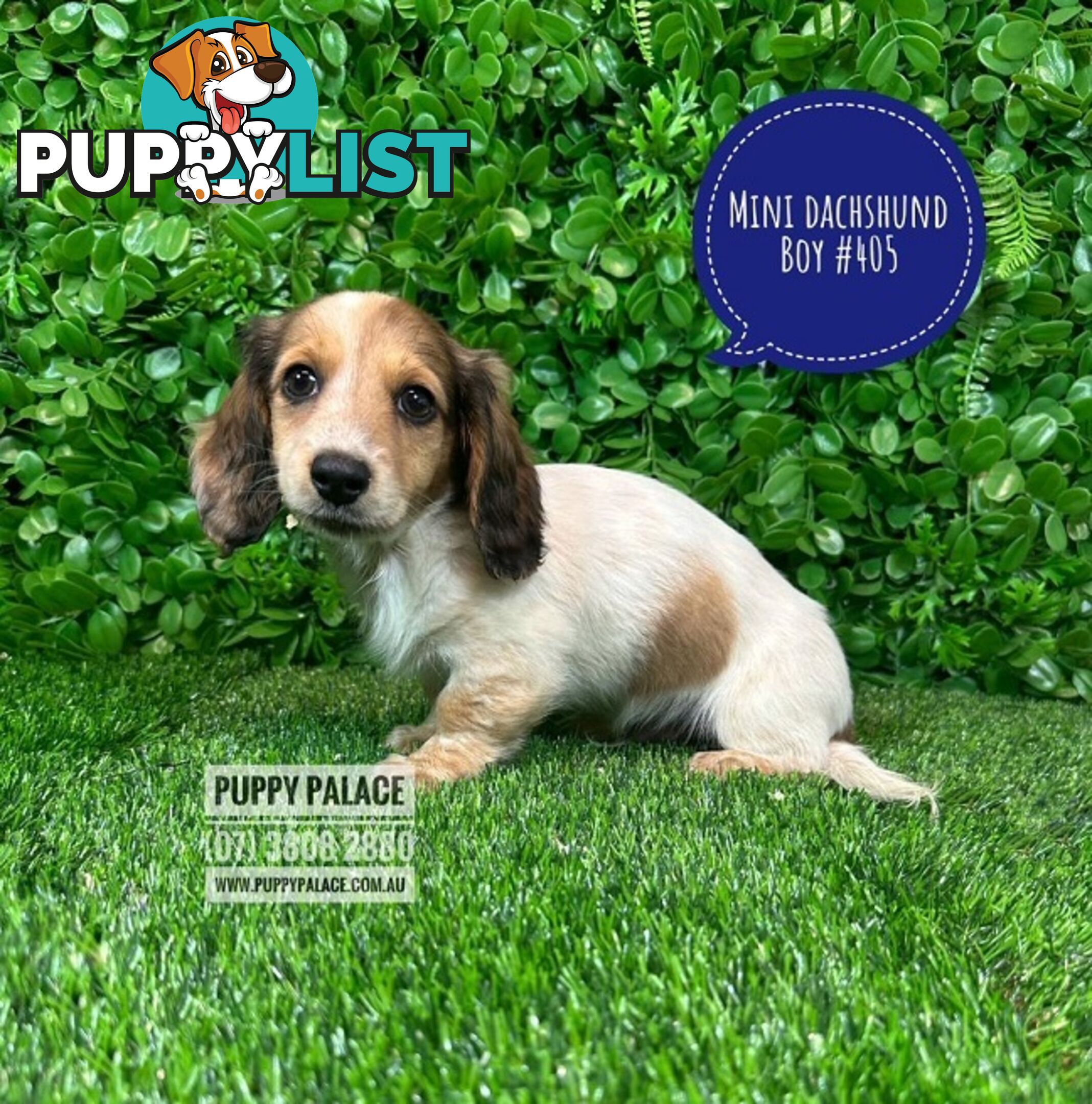 Miniature Dachshund Puppies - Rare Cream White Puppies. At Puppy Palace Pet Shop, Brisbane.